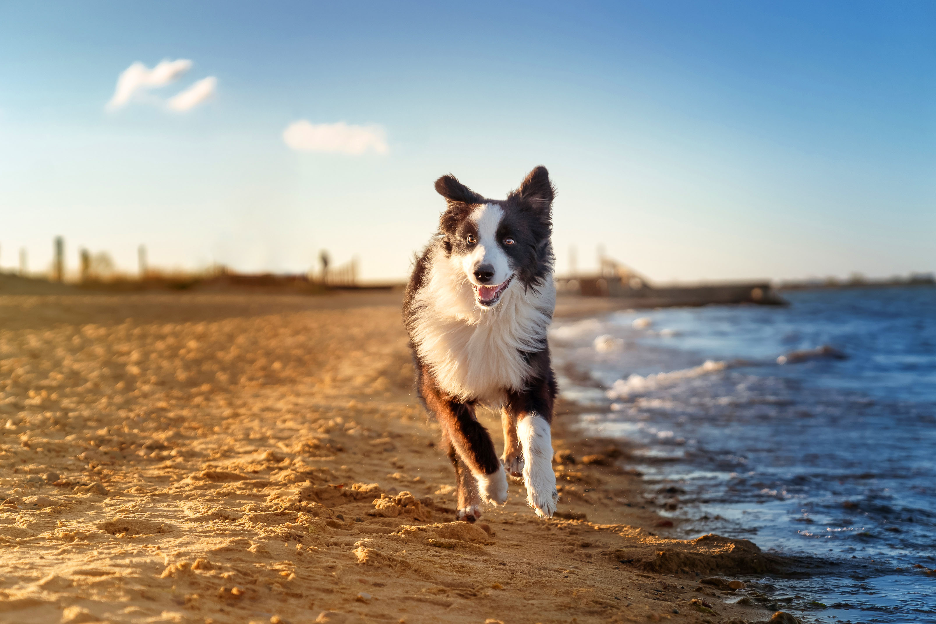 Border Collie dog running on beach