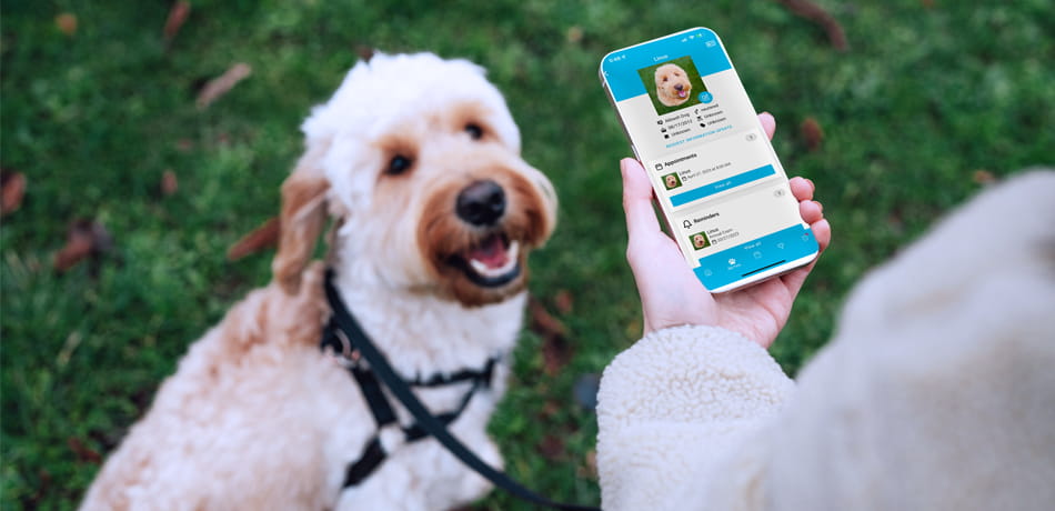 pet owner looking at PetPage Patient Portal app with dog sitting in grass