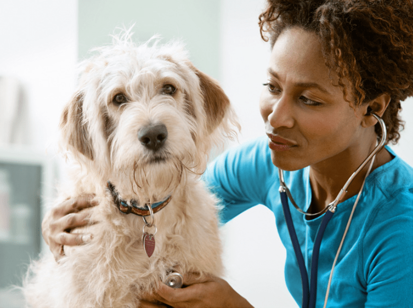 Female vet listening to dog's lungs