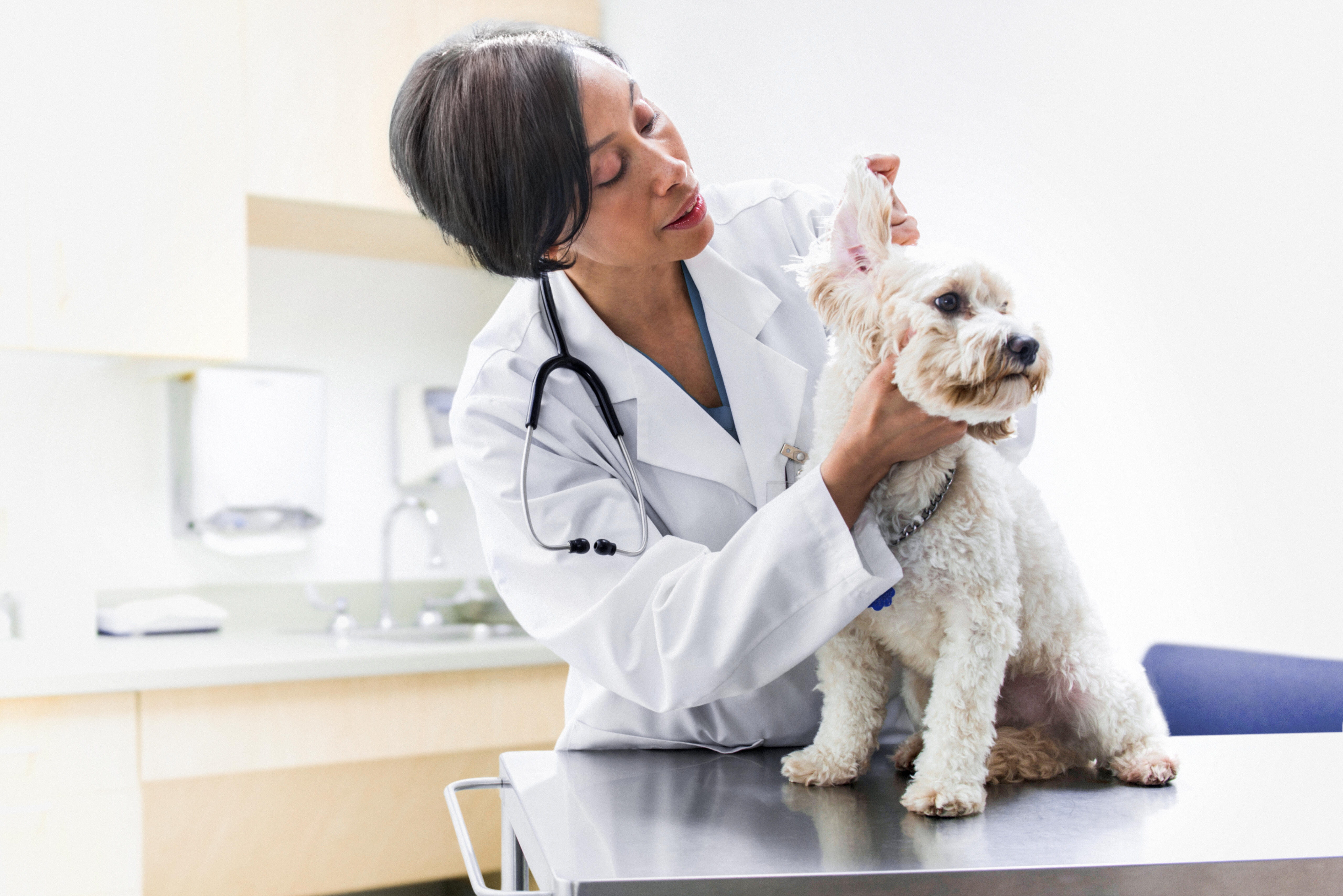 AB-AH-Veterinarian-Dog-Exam_RGB_Large_JPG