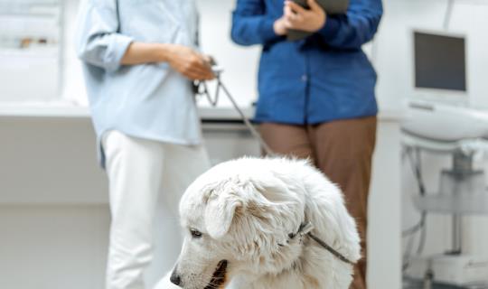 veterinary customer service